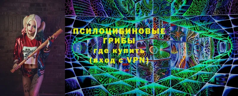 Псилоцибиновые грибы Cubensis  где можно купить   Бологое 